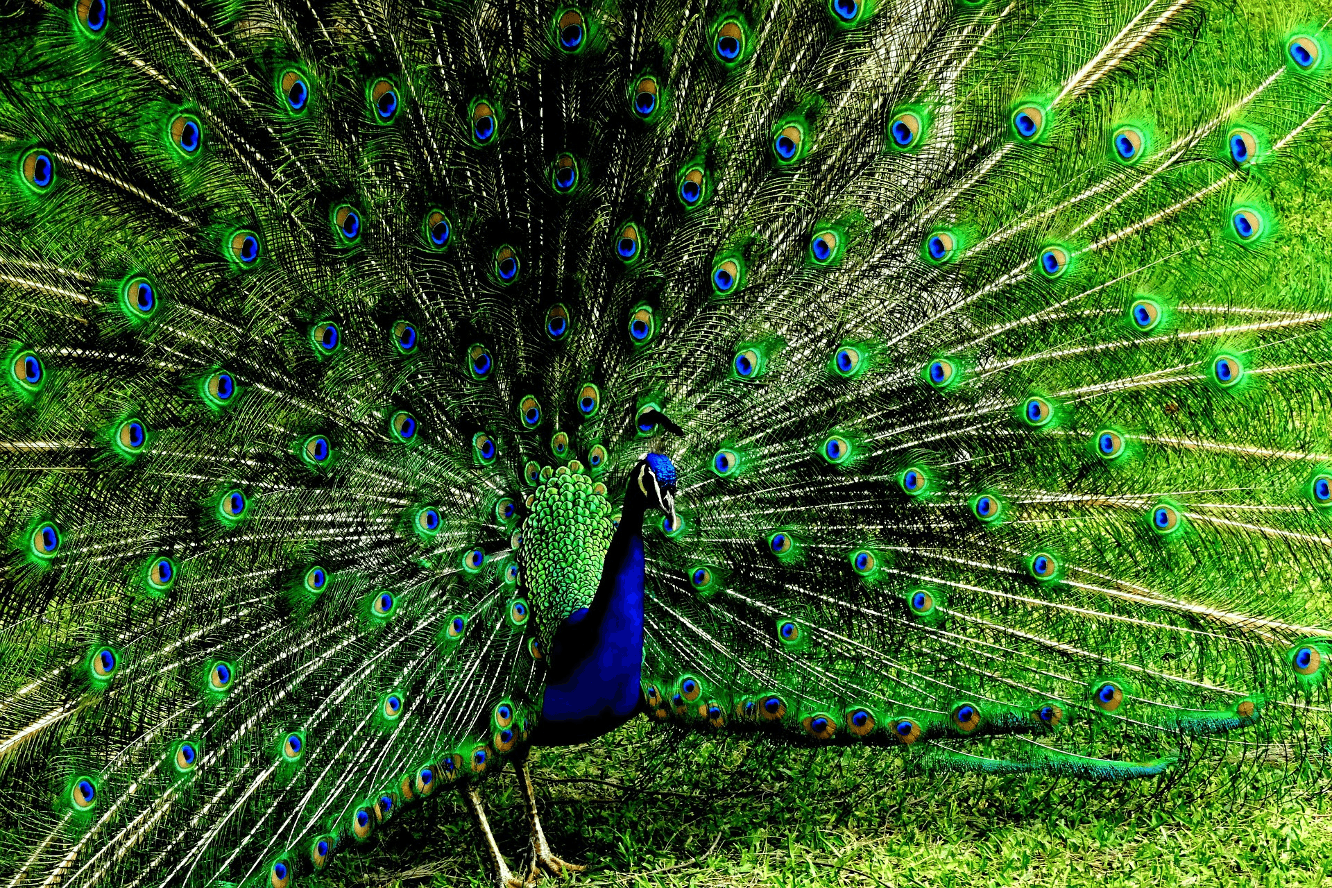 Peacock presenting it's feathers.